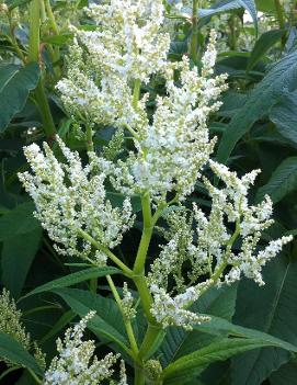 Persicaria polymorpha