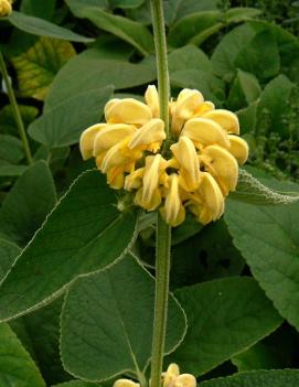 Phlomis russeliana