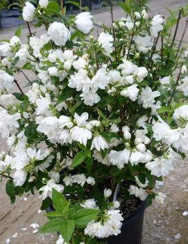 Philadelphus x 'Snow Dwarf'