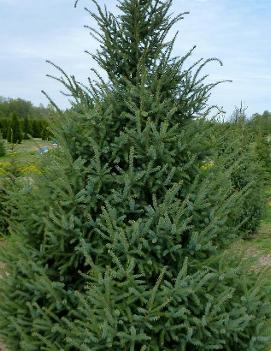 Picea mariana