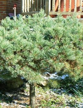 Pinus strobus 'Nana'