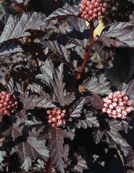 Physocarpus opulifolius Panther® ('N5') (PP30820, CPBRAF)