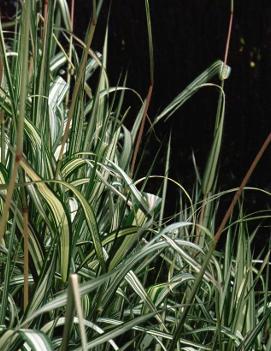 Phalaris arundinacea Strawberries & Cream ('Feesey's Form')