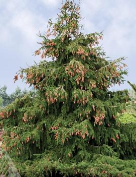 Picea abies 'Acrocona'