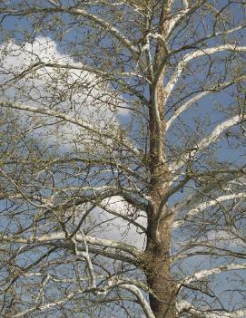 Platanus occidentalis