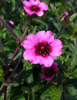 Potentilla nepalensis 'Miss Willmot'