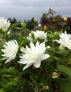 Philadelphus x 'Miniature Snowflake'