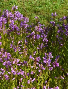 Physostegia virginiana