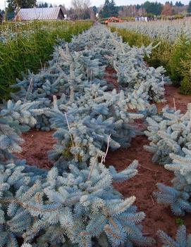 Picea pungens 'Dietz Prostrate'