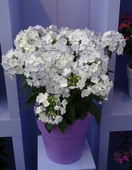 Phlox paniculata 'Blue Flame™'