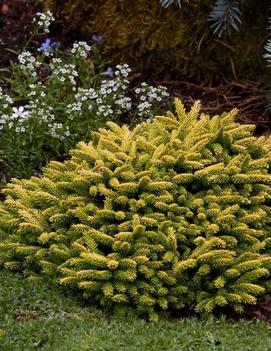 Picea orientalis 'Tom Thumb'