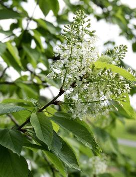 Prunus virginiana