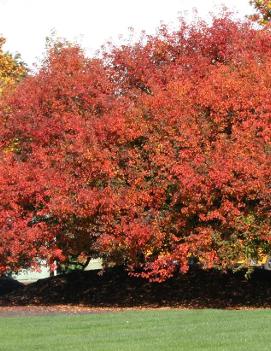 Pyrus fauriei Korean Sun™ ('Westwood')