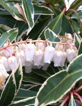 Pieris japonica 'Flaming Silver'