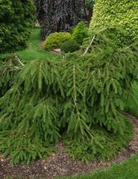 Picea abies 'Formanek'