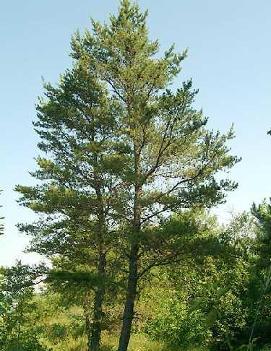 Pinus banksiana