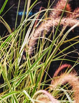 Pennisetum setaceum 'Sky Rocket' (PP21497, CPBR4208)