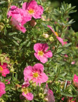 Potentilla fruticosa Bella Bellissima® ('Hachliss') (USPP27715, CPBR5599)