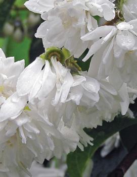 Philadelphus x virginalis 'Minnesota Snowflake'