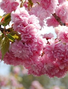 Prunus serrulata 'Kiku-shidare-zakura'