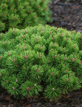 Pinus mugo 'Teeny'