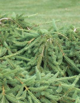 Picea abies 'Frohburg'