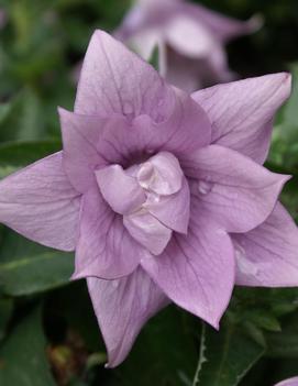 Platycodon grandiflorus 'Astra Semi-double Lavender'