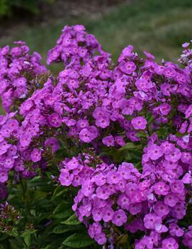 Phlox paniculata 'Cover Girl' (PPAF)