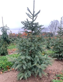 Picea glauca var. densata Skinny Blue Genes™ ('Westervelt')