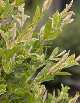 Salix integra 'Hakuro-nishiki'