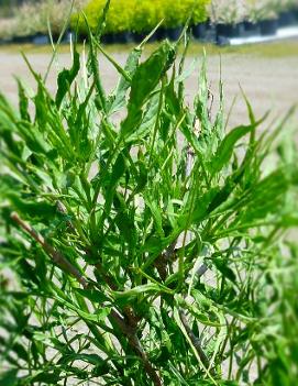 Sambucus nigra 'Linearis'