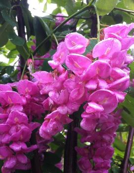 Robinia pseudoacacia 'Purple Robe'