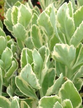 Sedum x 'Frosty Morn'