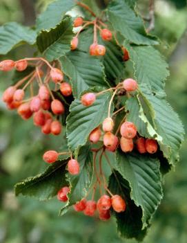 Sorbus alnifolia