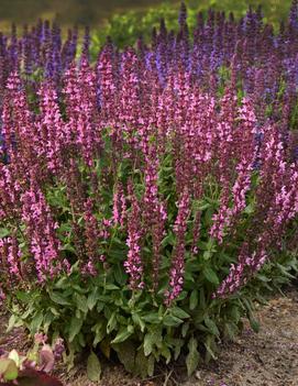 Salvia nemorosa 'New Dimension Rose'