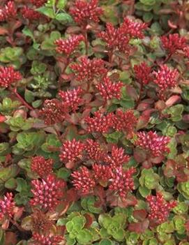 Sedum spurium 'Fuldaglut'