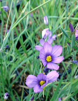 Sisyrinchium angustifolium