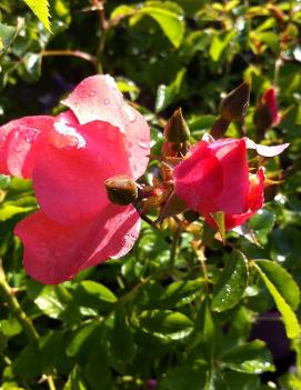 Rosa Flower Carpet® Coral ('NOAla') (PP14441, CPBR1677)