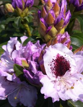 Rhododendron 'Blue Peter'