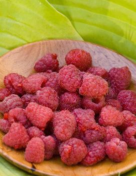 Raspberry 'Heritage'