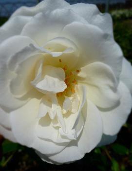 Rosa 'Iceberg'