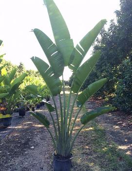 Ravenala madagascariensis