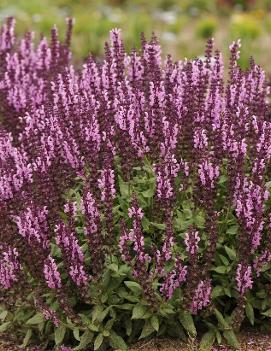 Salvia nemorosa 'Sensation Deep Rose Improved' (PPAF)