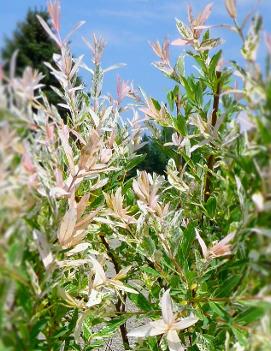 Salix integra 'Flamingo' (PP17490, COPF)