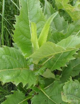 Silphium perfoliatum