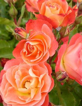 Rosa Easy Elegance® Coral Cove ('BAIlove')