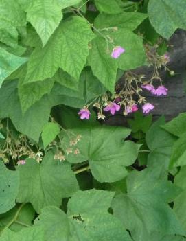 Rubus odoratus