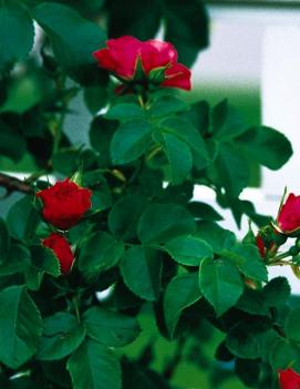 Rosa 'John Cabot' (COPF)