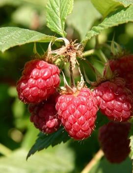 Raspberry 'Boyne'