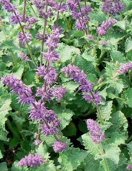 Salvia verticillata 'Purple Rain'